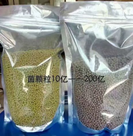 點(diǎn)擊查看詳細(xì)信息<br>標(biāo)題：枯草芽孢桿菌菌劑顆粒 閱讀次數(shù)：4310