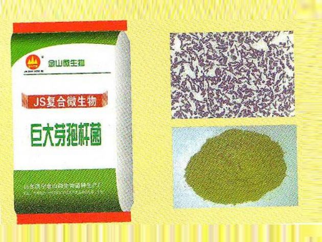 點(diǎn)擊查看詳細(xì)信息<br>標(biāo)題：巨大芽孢桿菌 閱讀次數(shù)：2950